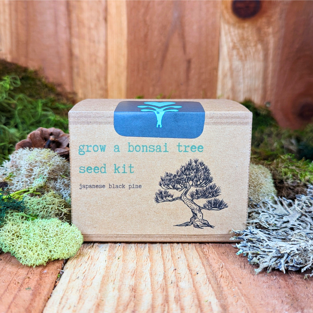 Grow a Bonsai Plant Seed Kit, photo 2