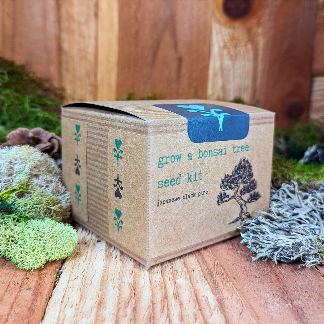 Grow a Bonsai Plant Seed Kit, photo 3