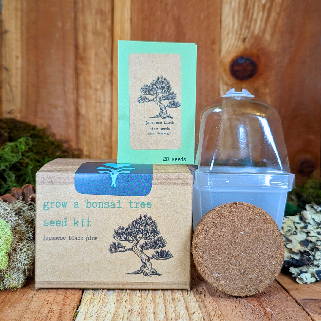 Grow a Bonsai Plant Seed Kit, photo 1