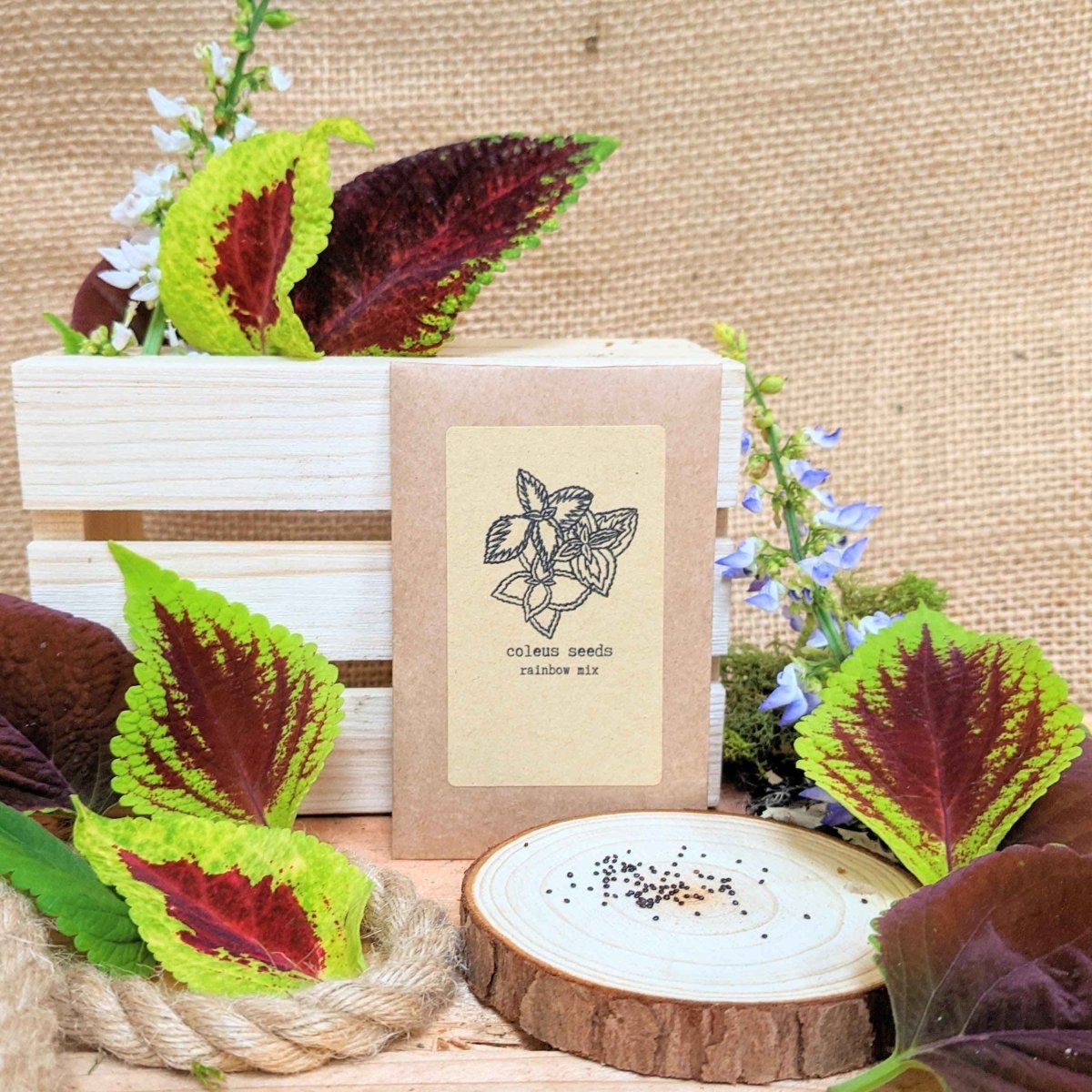 Grow a Coleus Seed Kit, photo 5