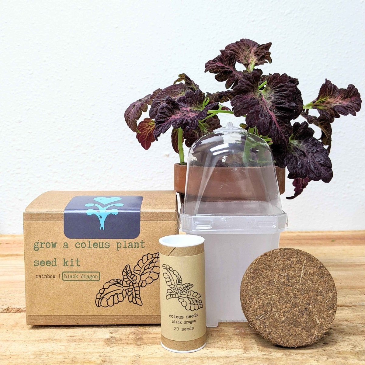 Grow a Coleus Seed Kit, photo 2