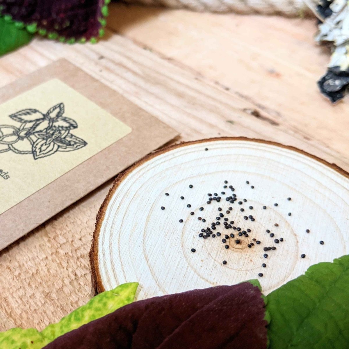 Grow a Coleus Seed Kit, photo 6