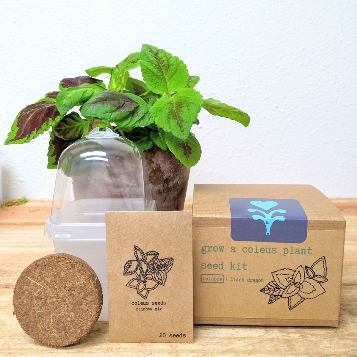 Grow a Coleus Seed Kit, photo 1