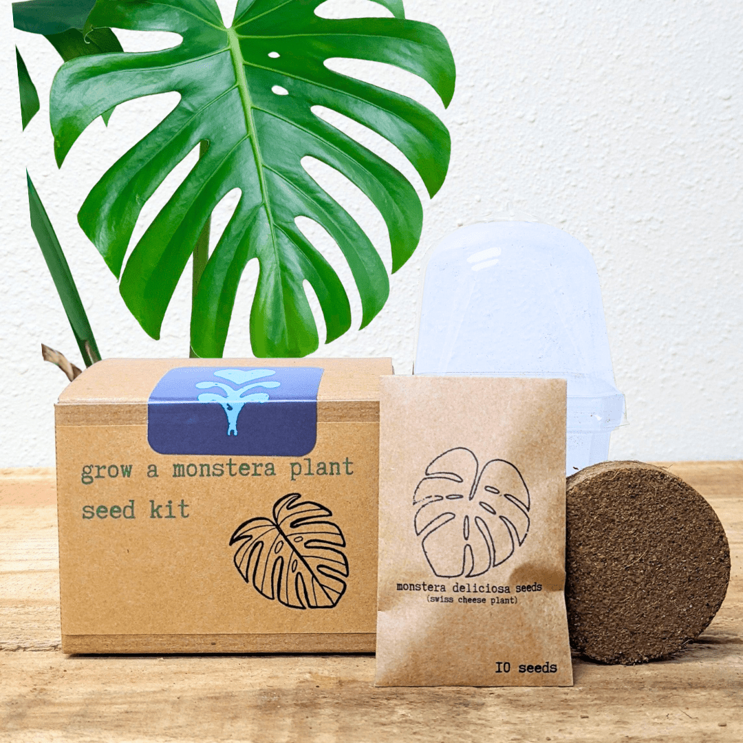 Grow a Monstera Seed Kit, photo 1