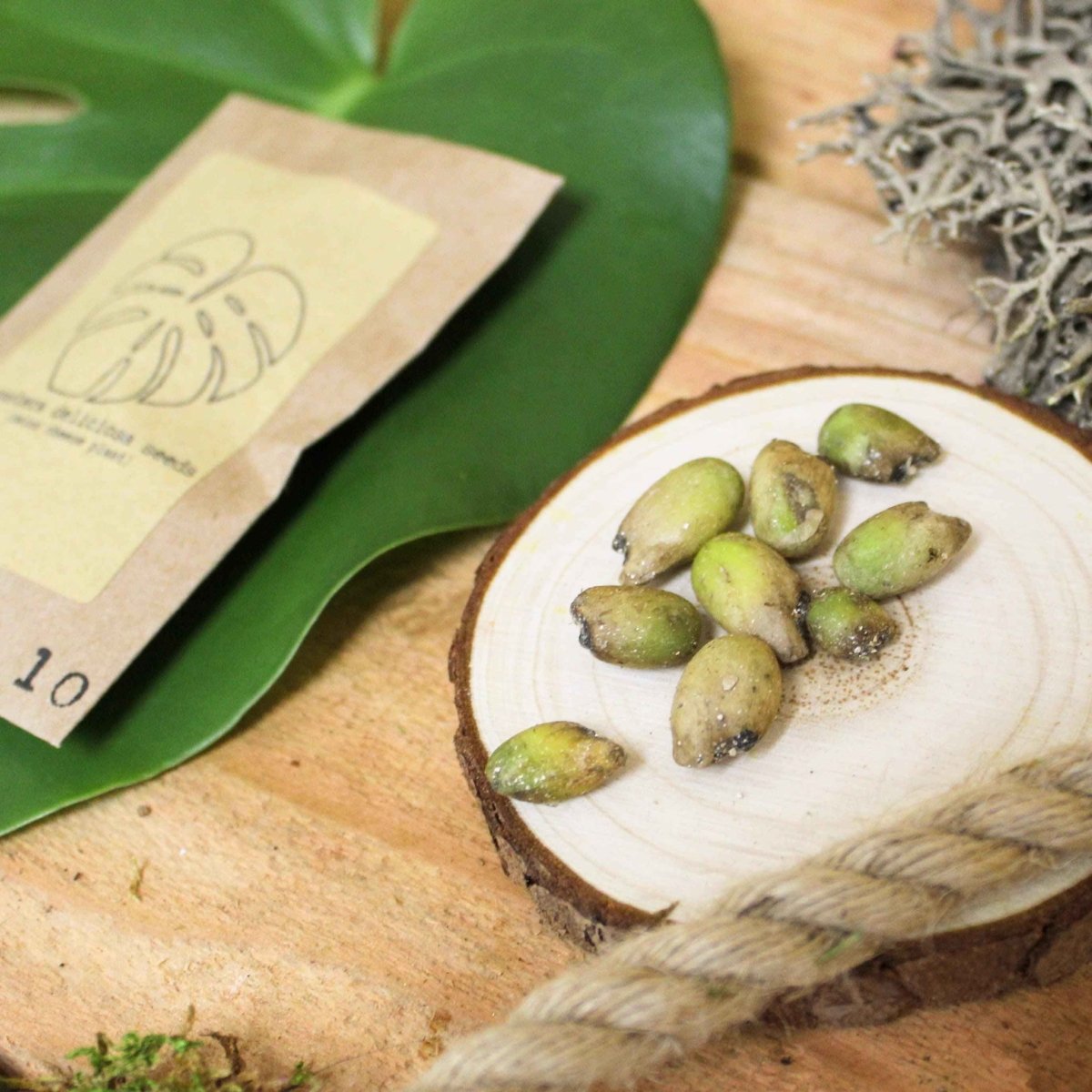 Grow a Monstera Seed Kit, photo 3