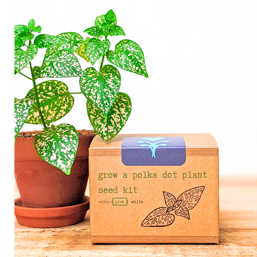Grow a Polka Dot Seed Kit, photo 1