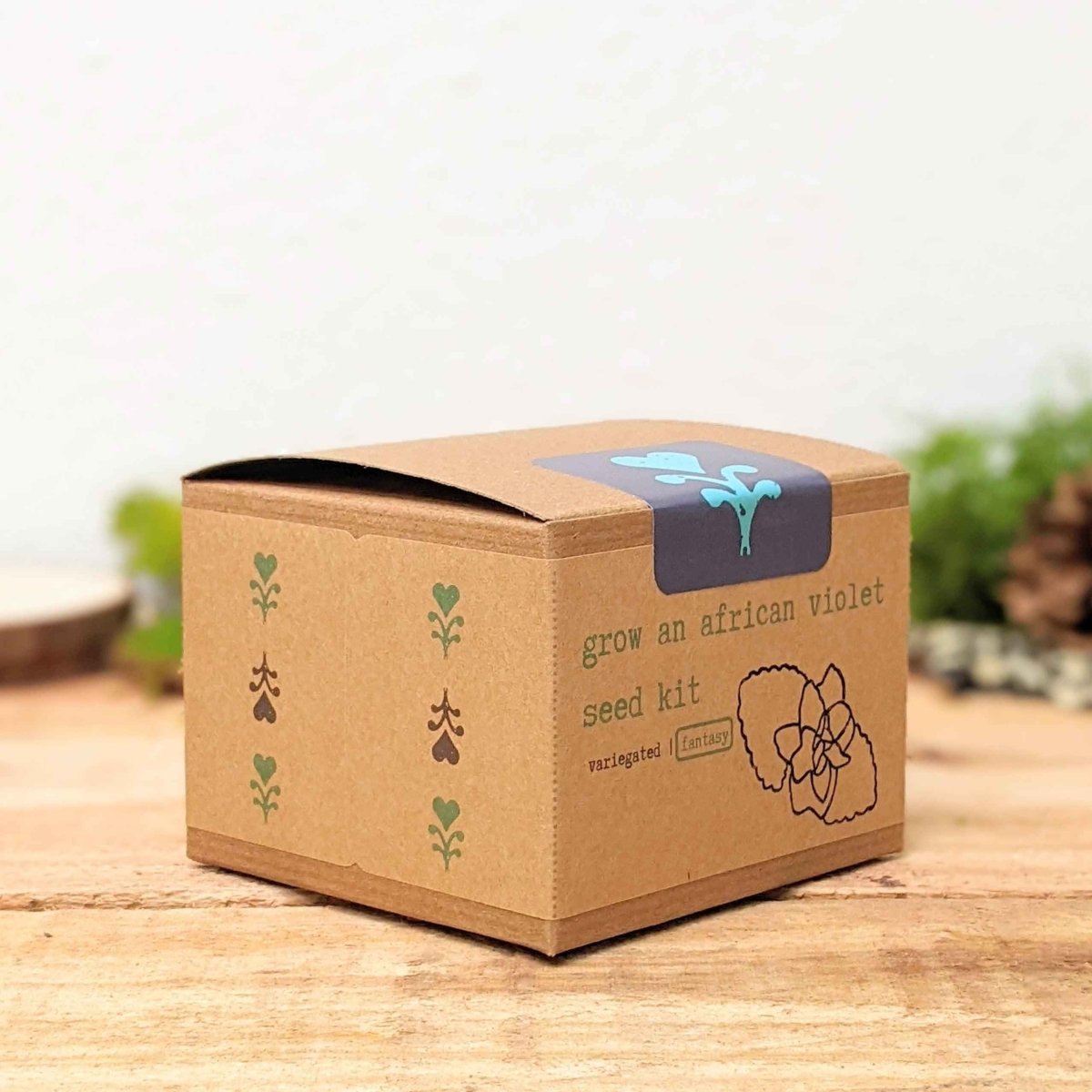 Grow an African Violet Seed Kit, photo 3