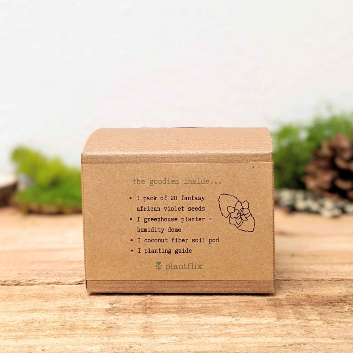 Grow an African Violet Seed Kit, photo 4