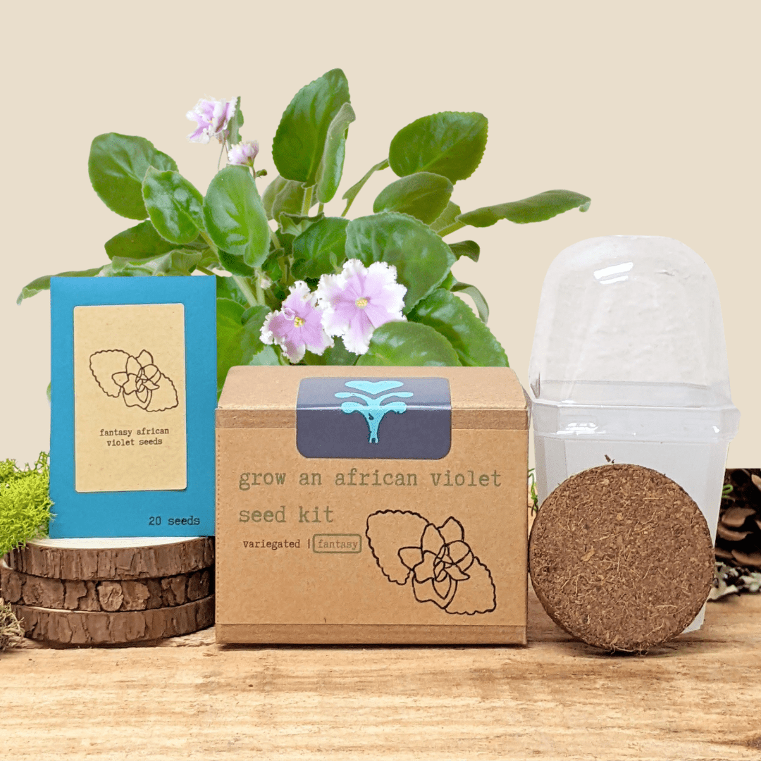 Grow an African Violet Seed Kit, photo 1