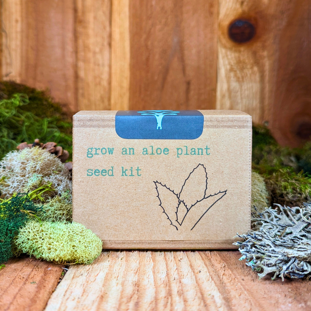 Grow an Aloe Plant Seed Kit, photo 3