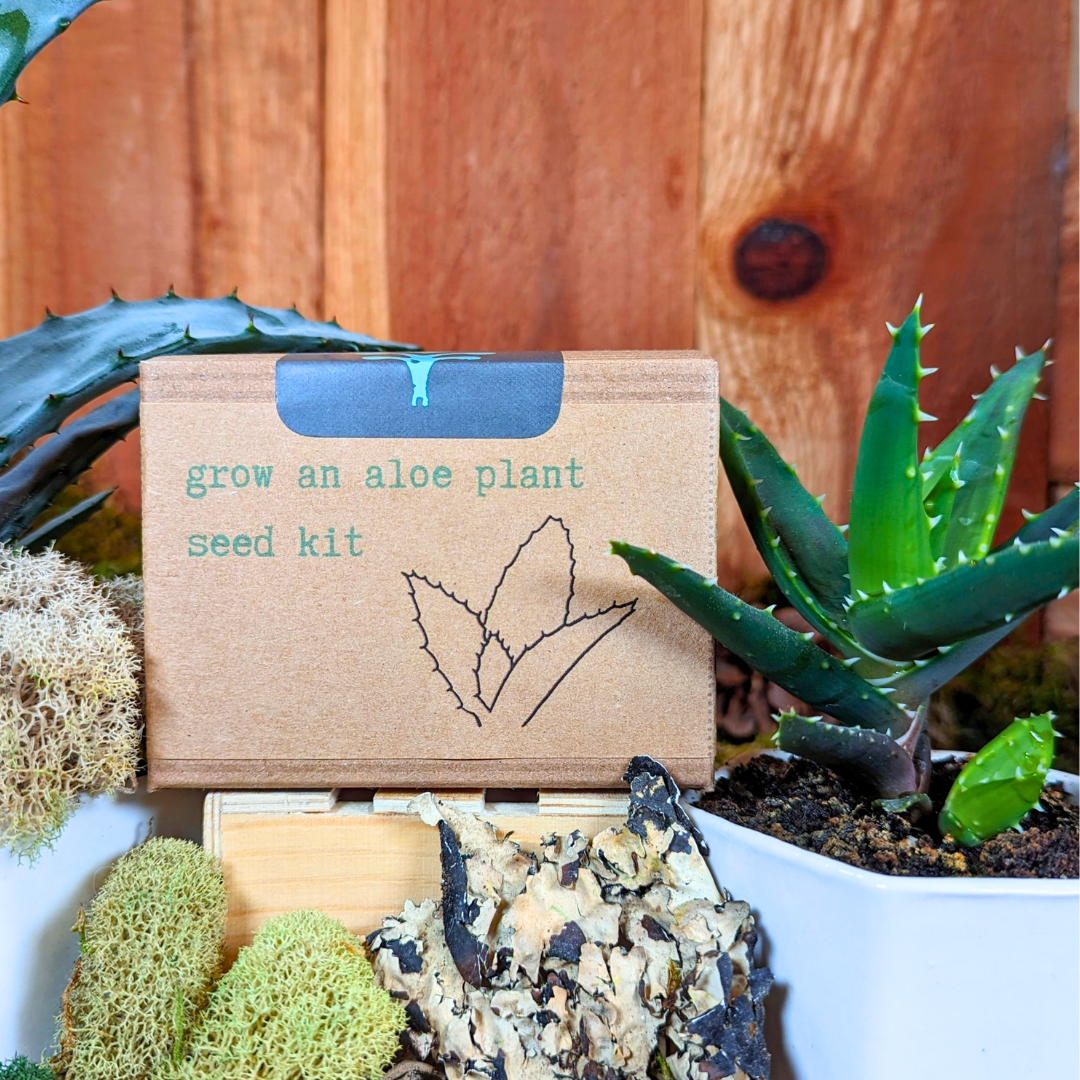 Grow an Aloe Plant Seed Kit, photo 1