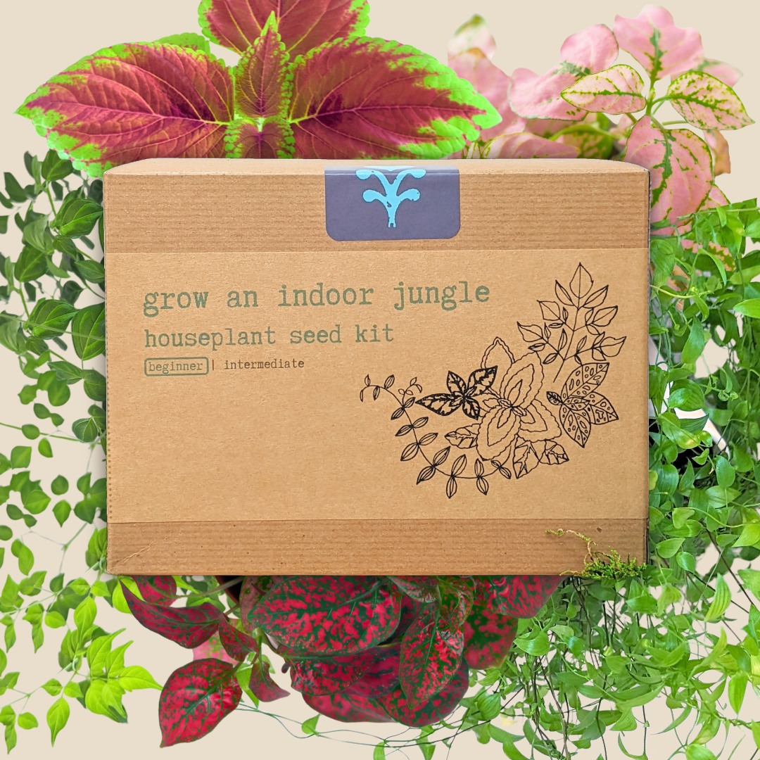 Grow an Indoor Jungle Houseplant Seed Kit, photo 3