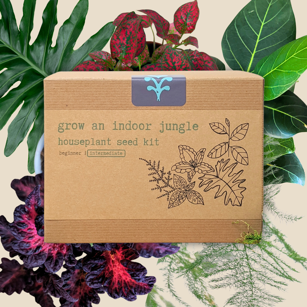 Grow an Indoor Jungle Houseplant Seed Kit, photo 6